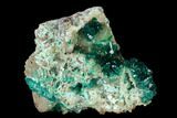 Gemmy Dioptase Crystals on Quartz and Plancheite - Kimbedi, Congo #148470-2